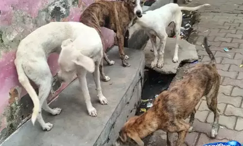 Dogs के झुंड से दहशत में लोग, नगर पंचायत से पकड़ने की मांग Dogs के झुंड से दहशत में लोग, नगर पंचायत से पकड़ने की मांग
