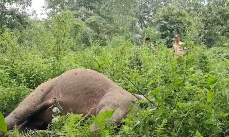 Assam: चराइदेव अभयपुर रिजर्व फॉरेस्ट के पास एक जंगली हाथी मृत पाया Assam: चराइदेव अभयपुर रिजर्व फॉरेस्ट के पास एक जंगली हाथी मृत पाया