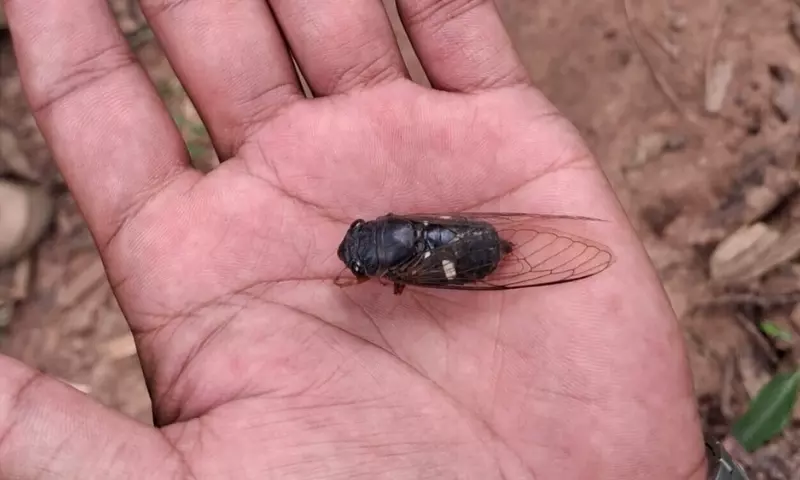 Assam: वह कीड़ा जो फुटबॉल वर्ल्ड कप के साथ तालमेल बिठाता Assam: वह कीड़ा जो फुटबॉल वर्ल्ड कप के साथ तालमेल बिठाता