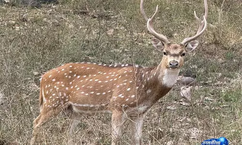 Surat के जंगलों में छोड़े गए 50 चीतल, जैव विविधता को मिलेगा बढ़ावा Surat के जंगलों में छोड़े गए 50 चीतल, जैव विविधता को मिलेगा बढ़ावा