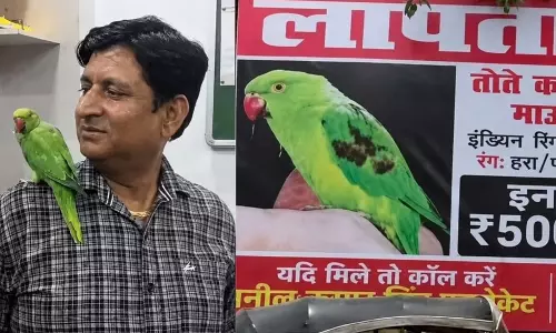 Agra में तोते की तलाश खत्म, 6 दिन बाद मिला प्यारा माऊ Agra में तोते की तलाश खत्म, 6 दिन बाद मिला प्यारा माऊ