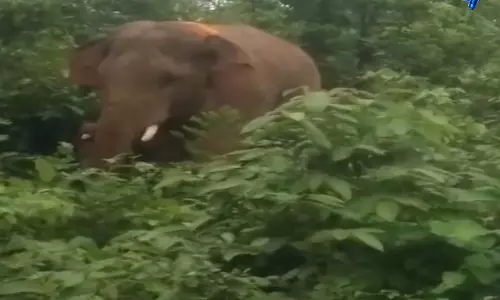 दंतैल हाथी का आतंक, बाइक सवार को दौड़ाया, वाहन तोड़ा दंतैल हाथी का आतंक, बाइक सवार को दौड़ाया, वाहन तोड़ा