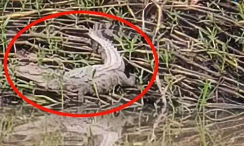 कोरबा में मगरमच्छ की वायरल फोटो से फैली सनसनी कोरबा में मगरमच्छ की वायरल फोटो से फैली सनसनी