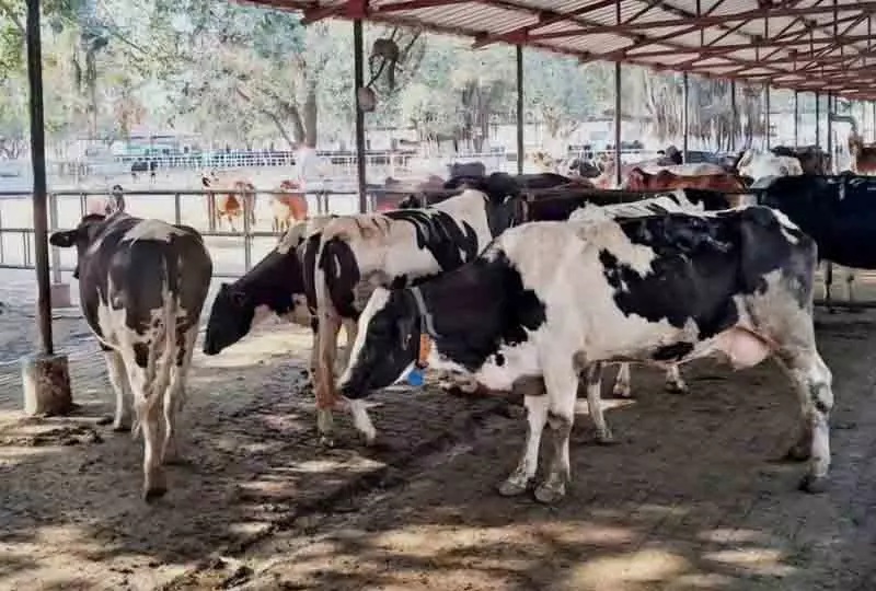 Delhi यमुना बाढ़ क्षेत्र में अवैध डेयरियों पर NGT की कड़ी टिप्पणी Delhi यमुना बाढ़ क्षेत्र में अवैध डेयरियों पर NGT की कड़ी टिप्पणी
