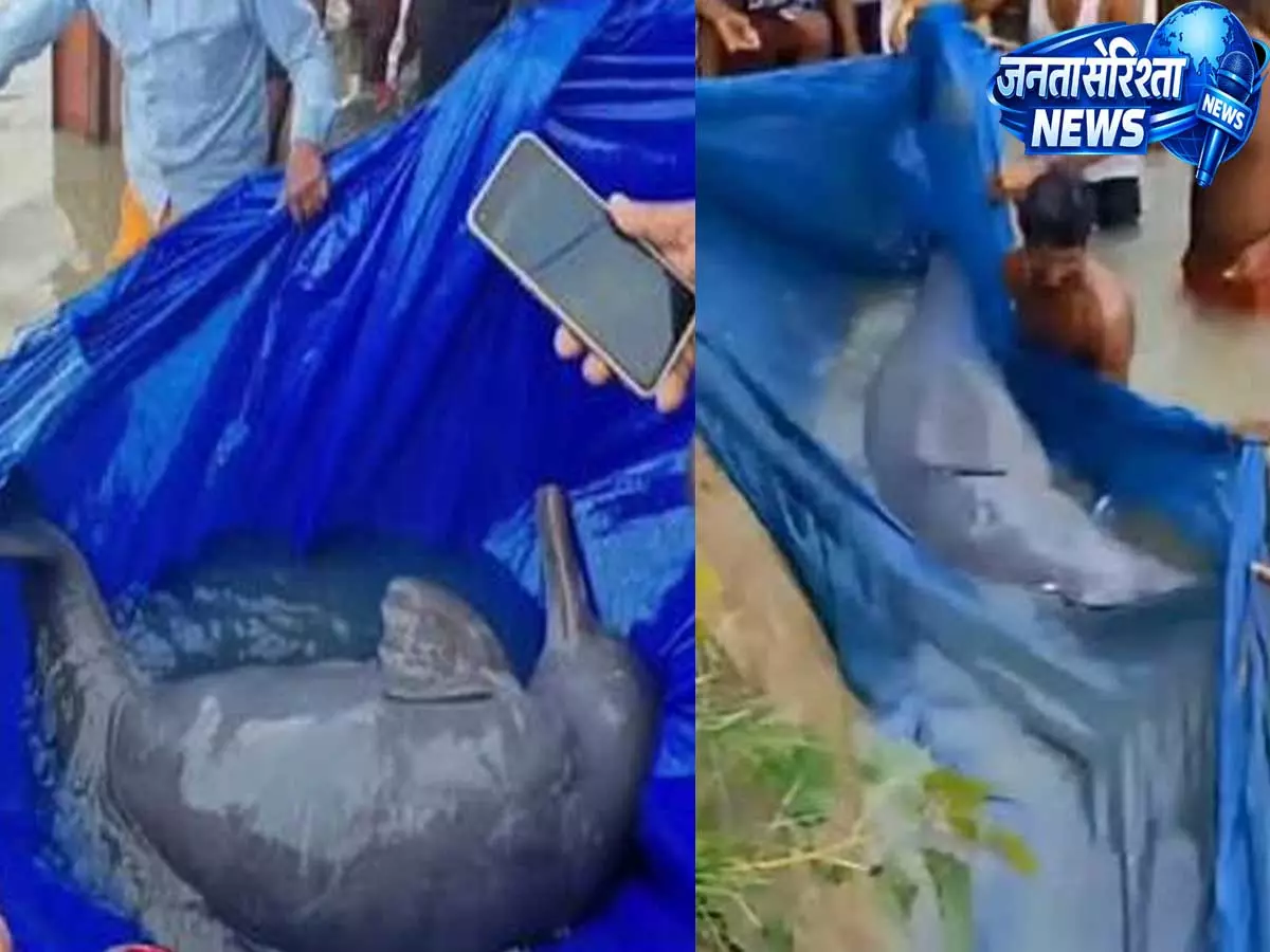 राप्ती नदी में संकट में डॉल्फिन, मछली पकड़ने के दौरान जाल में फंसी, बचाव अभियान शुरू राप्ती नदी में संकट में डॉल्फिन, मछली पकड़ने के दौरान जाल में फंसी, बचाव अभियान शुरू