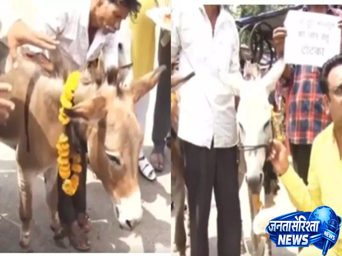 Video: भोपाल में बारिश के लिए अनोखी परंपरा, लोगों ने गधों को खिलाए गुलाब जामुन Video: भोपाल में बारिश के लिए अनोखी परंपरा, लोगों ने गधों को खिलाए गुलाब जामुन