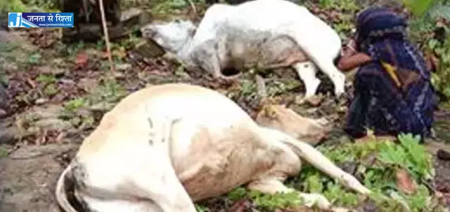 सूरजपुर में आकाशीय बिजली गिरी, 2 बैलों की मौत सूरजपुर में आकाशीय बिजली गिरी, 2 बैलों की मौत