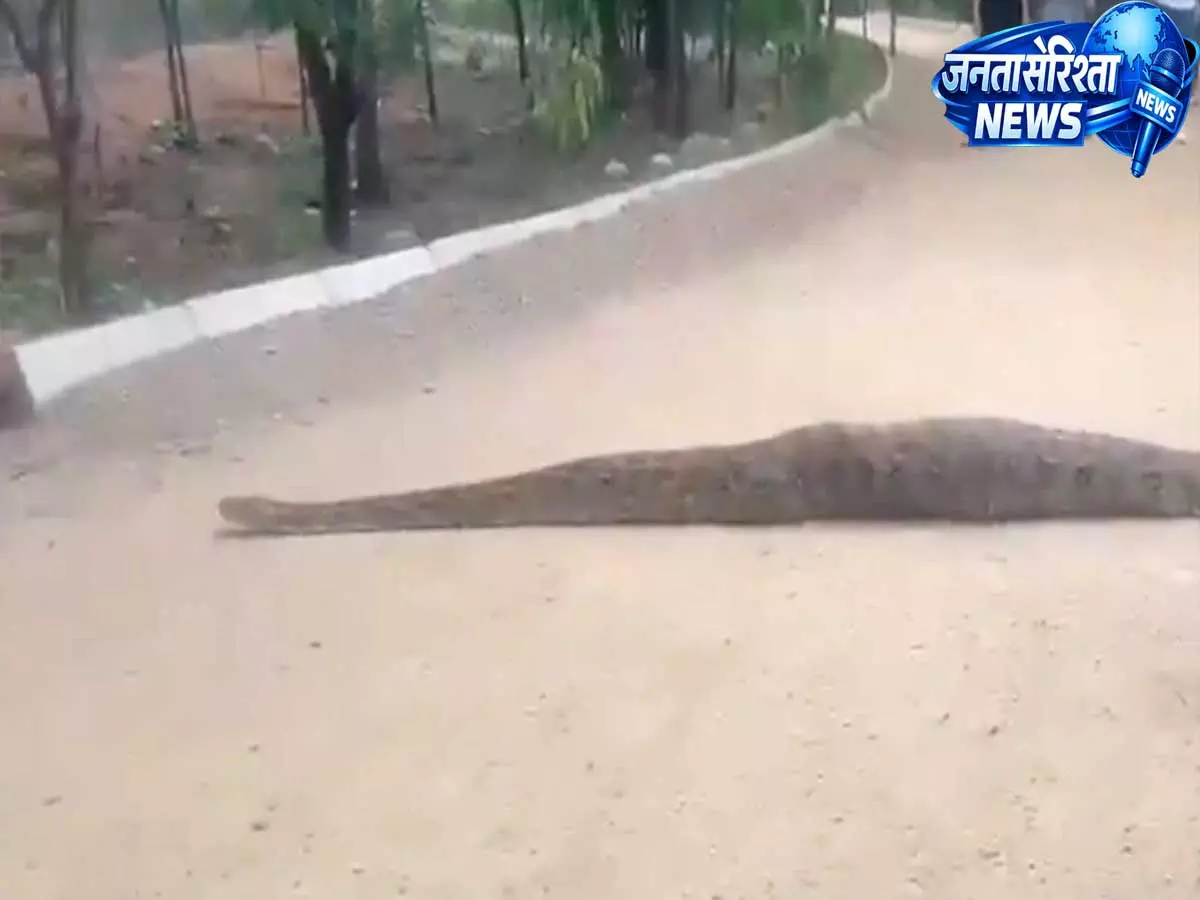 Hyderabad के KBR पार्क में विशाल अजगर का दुर्लभ दीदार, सोशल मीडिया पर वायरल हुआ वीडियो Hyderabad के KBR पार्क में विशाल अजगर का दुर्लभ दीदार, सोशल मीडिया पर वायरल हुआ वीडियो