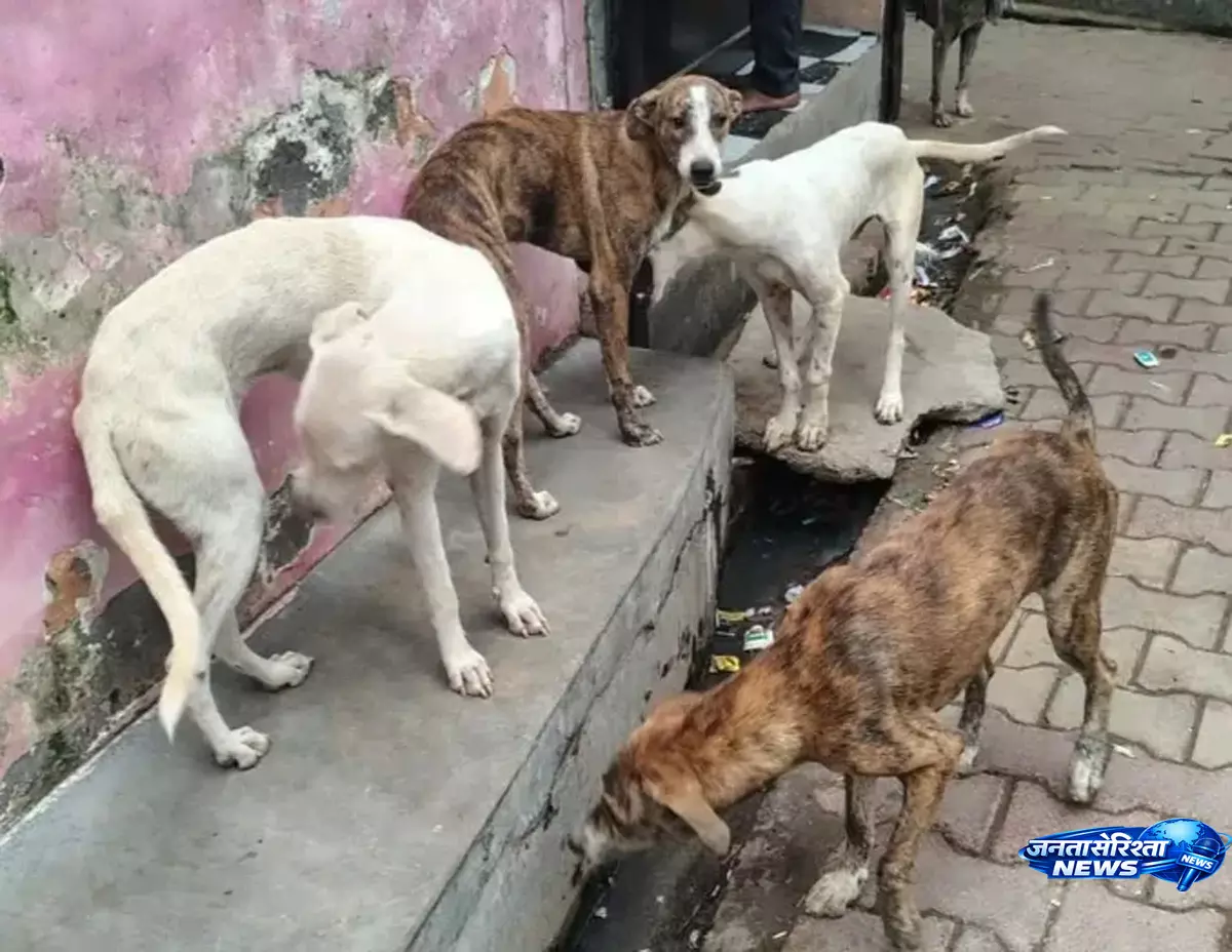 Dogs के झुंड से दहशत में लोग, नगर पंचायत से पकड़ने की मांग Dogs के झुंड से दहशत में लोग, नगर पंचायत से पकड़ने की मांग