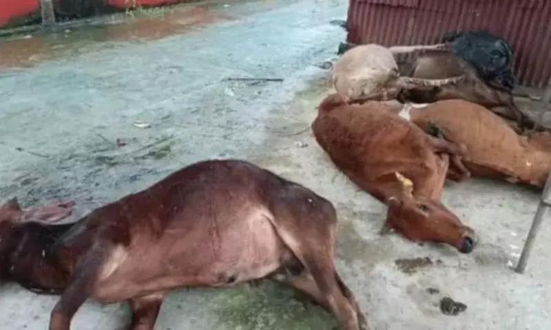 तिनसुकिया गौशाला में कोहराम: रहस्यमय हालात में 20 गायों की मौत तिनसुकिया गौशाला में कोहराम: रहस्यमय हालात में 20 गायों की मौत