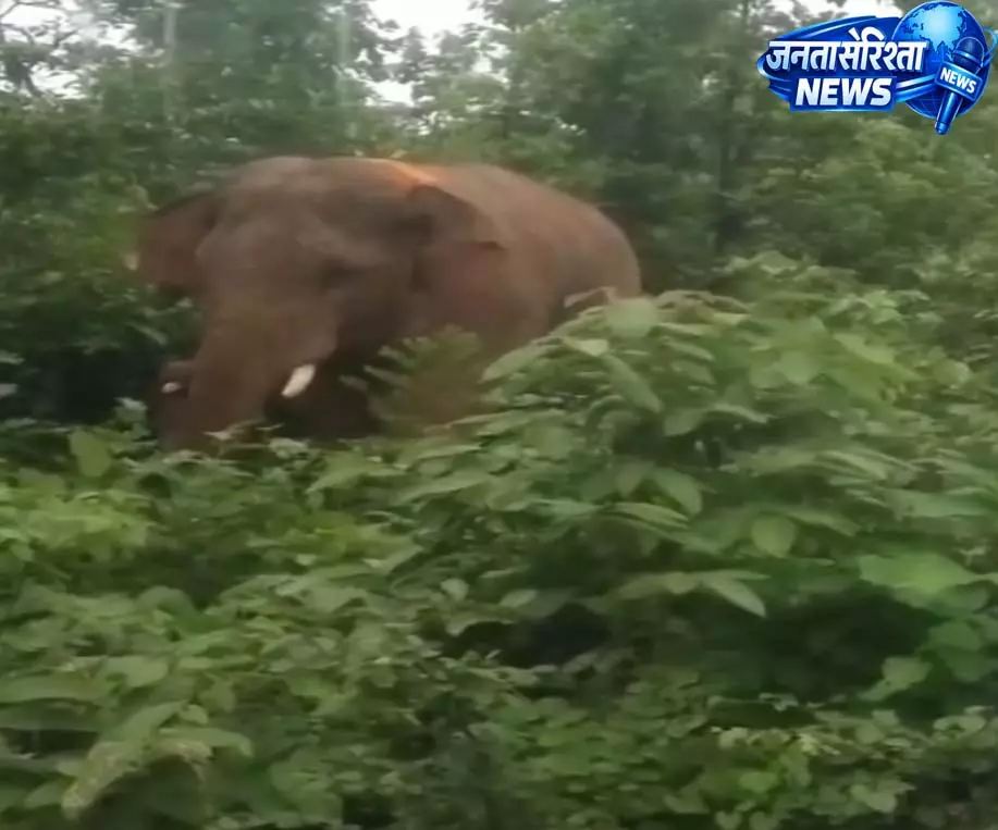 दंतैल हाथी का आतंक, बाइक सवार को दौड़ाया, वाहन तोड़ा दंतैल हाथी का आतंक, बाइक सवार को दौड़ाया, वाहन तोड़ा