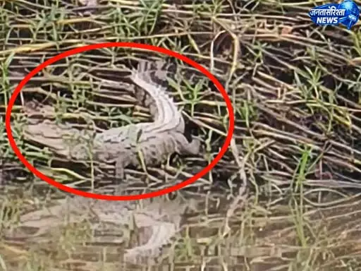 कोरबा में मगरमच्छ की वायरल फोटो से फैली सनसनी कोरबा में मगरमच्छ की वायरल फोटो से फैली सनसनी