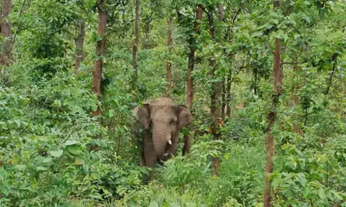 धान की फसल को हाथियों ने रौंदा, कच्चे मकान को भी किया क्षतिग्रस्त धान की फसल को हाथियों ने रौंदा, कच्चे मकान को भी किया क्षतिग्रस्त