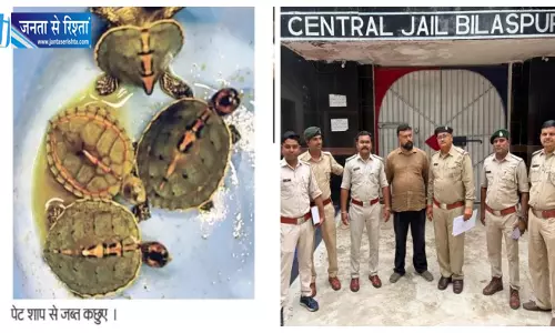 पेट पाइंट शाप में वन विभाग का छापा, 4 कछुए जब्त पेट पाइंट शाप में वन विभाग का छापा, 4 कछुए जब्त