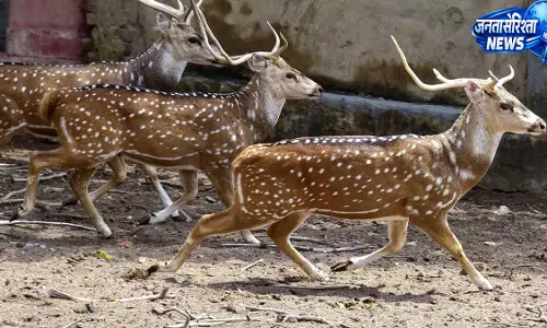 वन विभाग का बड़ा कदम, प्राकृतिक पारिस्थितिकी को मजबूत करने के लिए जंगलों में छोड़े चीतल वन विभाग का बड़ा कदम, प्राकृतिक पारिस्थितिकी को मजबूत करने के लिए जंगलों में छोड़े चीतल