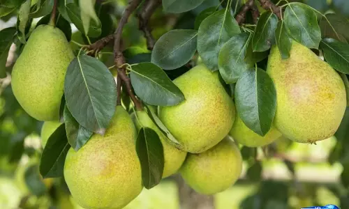 Green pear में छिपा है मिठास का राज, खरीदने से पहले जरूर देखें ये बातें Green pear में छिपा है मिठास का राज, खरीदने से पहले जरूर देखें ये बातें