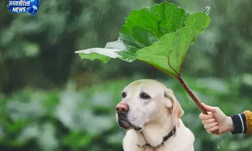 Chennai मानसून में पालतू जानवरों की देखभाल जरूरी Chennai मानसून में पालतू जानवरों की देखभाल जरूरी