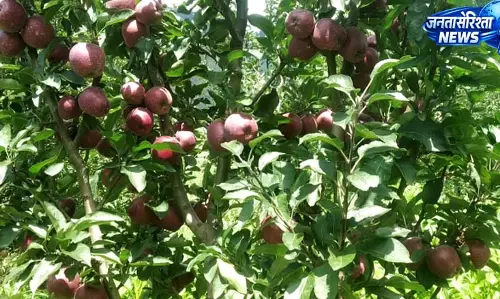 पेड़ों से समय से पहले झड़ रहे पत्ते, पांच हजार करोड़ की आर्थिकी पर प्रभाव पेड़ों से समय से पहले झड़ रहे पत्ते, पांच हजार करोड़ की आर्थिकी पर प्रभाव