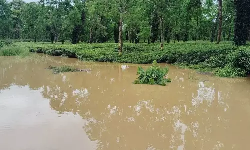 Assam: शिवसागर के नाजिरा उपखंड में बाढ़ से नुकसान पर टी एसोसिएशन ऑफ इंडिया ने जताई चिंता Assam: शिवसागर के नाजिरा उपखंड में बाढ़ से नुकसान पर टी एसोसिएशन ऑफ इंडिया ने जताई चिंता