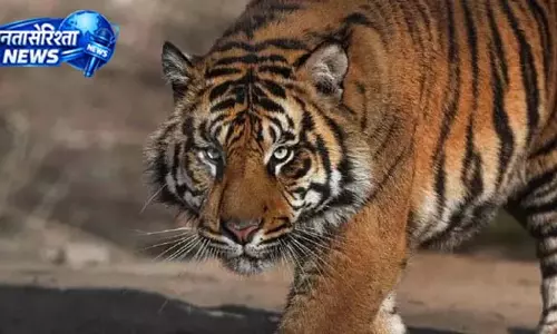 मौत के जबड़े से साथी को खींच लाए वनकर्मी मौत के जबड़े से साथी को खींच लाए वनकर्मी