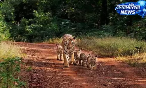 Panna Tiger Reserve में फिर गई बाघ की जान Panna Tiger Reserve में फिर गई बाघ की जान