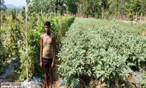 आधुनिक कृषि का कमाल: ड्रिप सिंचाई अपनाकर वासुदेव ने बदली अपनी तकदीर आधुनिक कृषि का कमाल: ड्रिप सिंचाई अपनाकर वासुदेव ने बदली अपनी तकदीर