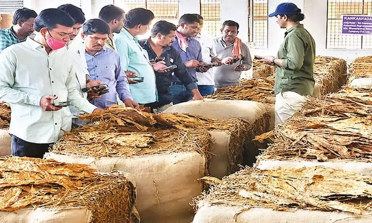 Andhra: फसल की अधिकता ने तंबाकू किसानों को मुश्किल में डाल दिया है Andhra: फसल की अधिकता ने तंबाकू किसानों को मुश्किल में डाल दिया है