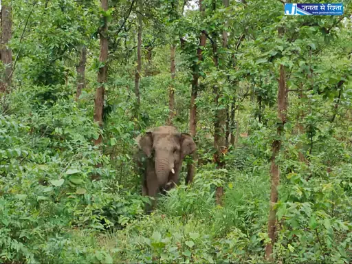 धान की फसल को हाथियों ने रौंदा, कच्चे मकान को भी किया क्षतिग्रस्त धान की फसल को हाथियों ने रौंदा, कच्चे मकान को भी किया क्षतिग्रस्त