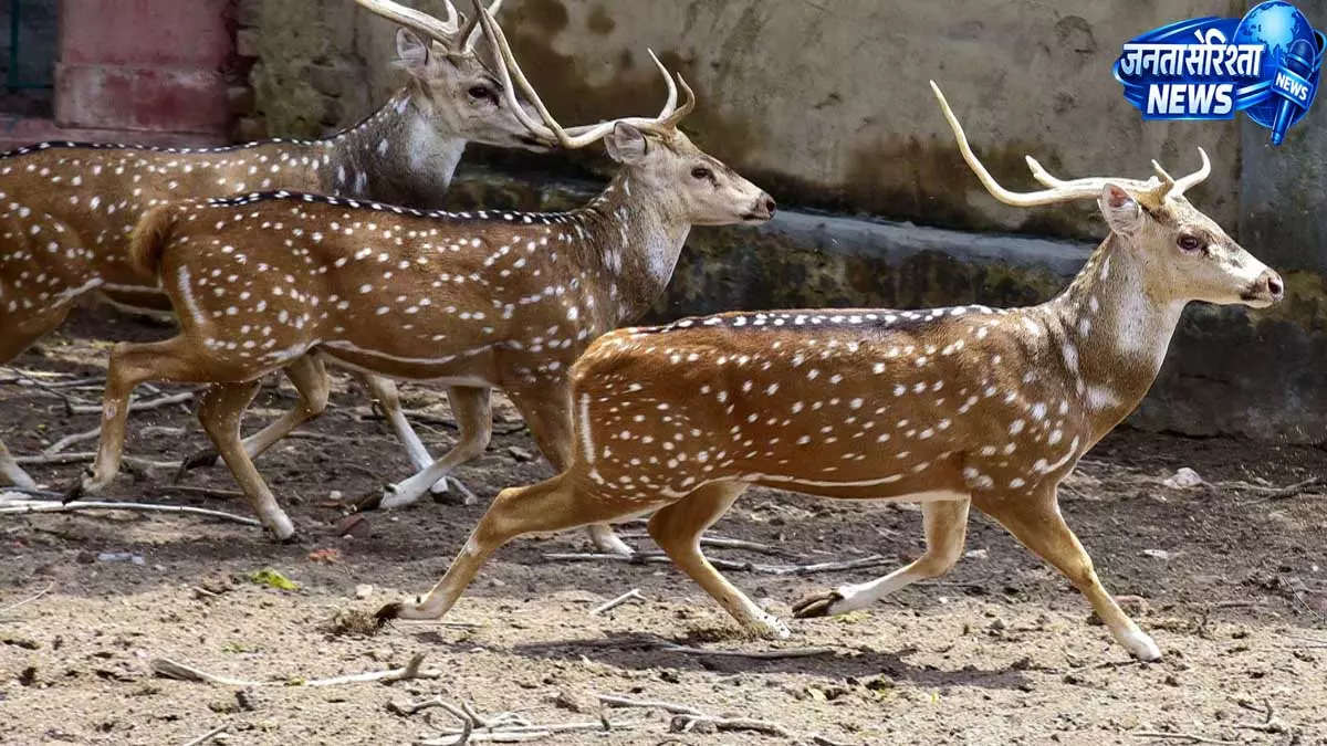 वन विभाग का बड़ा कदम, प्राकृतिक पारिस्थितिकी को मजबूत करने के लिए जंगलों में छोड़े चीतल वन विभाग का बड़ा कदम, प्राकृतिक पारिस्थितिकी को मजबूत करने के लिए जंगलों में छोड़े चीतल