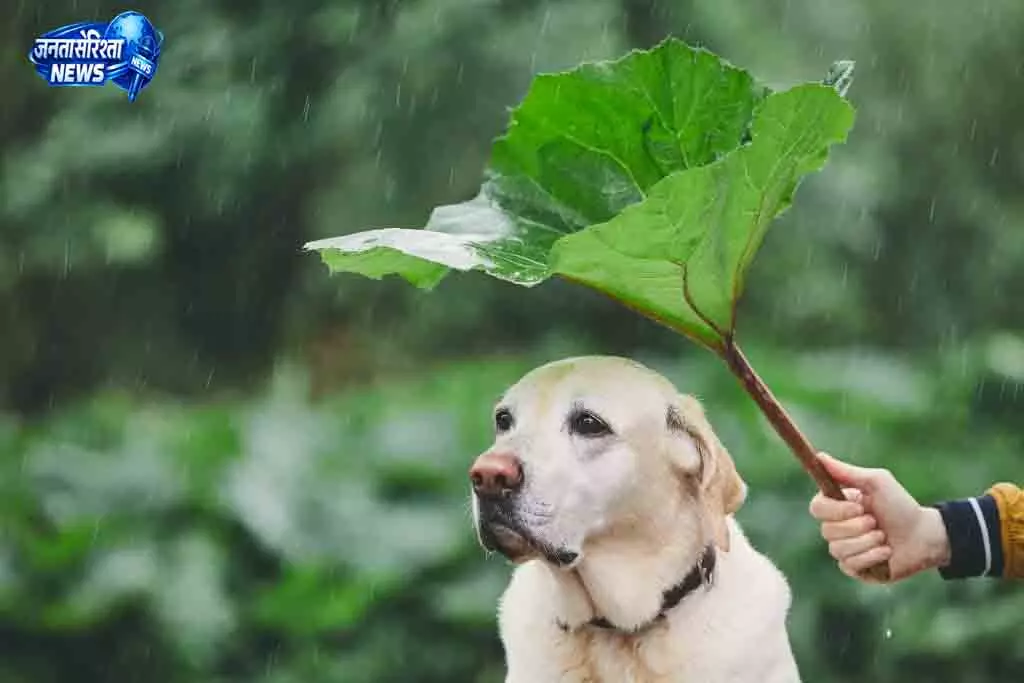 Chennai मानसून में पालतू जानवरों की देखभाल जरूरी Chennai मानसून में पालतू जानवरों की देखभाल जरूरी