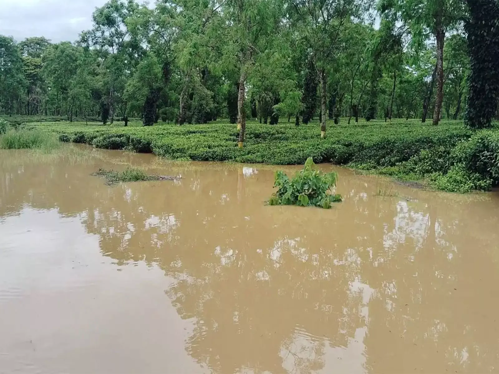 Assam: शिवसागर के नाजिरा उपखंड में बाढ़ से नुकसान पर टी एसोसिएशन ऑफ इंडिया ने जताई चिंता Assam: शिवसागर के नाजिरा उपखंड में बाढ़ से नुकसान पर टी एसोसिएशन ऑफ इंडिया ने जताई चिंता