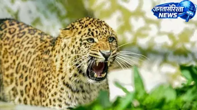 गुलदार का खौफ: महिला पर हमला, गांव में दहशत गुलदार का खौफ: महिला पर हमला, गांव में दहशत