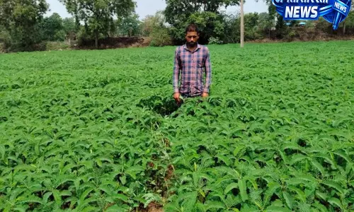 सस्ती खेती का गजब मंत्र! इस तकनीक से किसान ने बचाए हजारों रुपये, फसल भी लहलहाई सस्ती खेती का गजब मंत्र! इस तकनीक से किसान ने बचाए हजारों रुपये, फसल भी लहलहाई