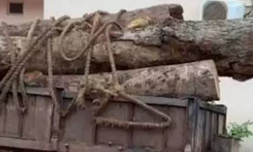 इमारती लकड़ी की तस्करी नाकाम, कोरबा में वन विभाग की कार्रवाई इमारती लकड़ी की तस्करी नाकाम, कोरबा में वन विभाग की कार्रवाई