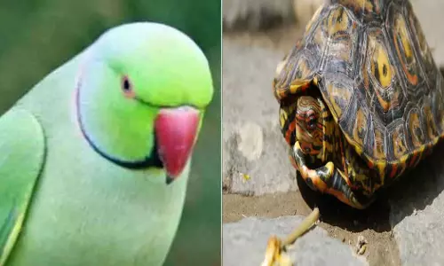 तोता, कछुआ पालने पर हो सकती है जेल तोता, कछुआ पालने पर हो सकती है जेल