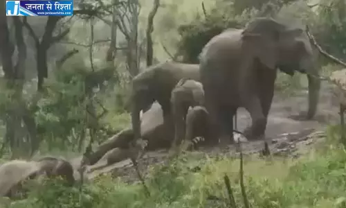 किसान की मेहनत को मिट्टी में मिला रहे उत्पाती हाथियों का वीडियो वायरल किसान की मेहनत को मिट्टी में मिला रहे उत्पाती हाथियों का वीडियो वायरल