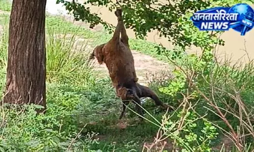 7 लोगों को काटने के बाद कुत्ते को पेड़ से लटकाया 7 लोगों को काटने के बाद कुत्ते को पेड़ से लटकाया
