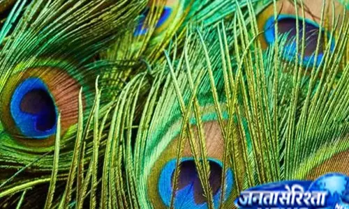 कुंडली में राहु दोष से परेशान लोगों के लिए मोरपंख का उपाय, जानें मान्यता कुंडली में राहु दोष से परेशान लोगों के लिए मोरपंख का उपाय, जानें मान्यता