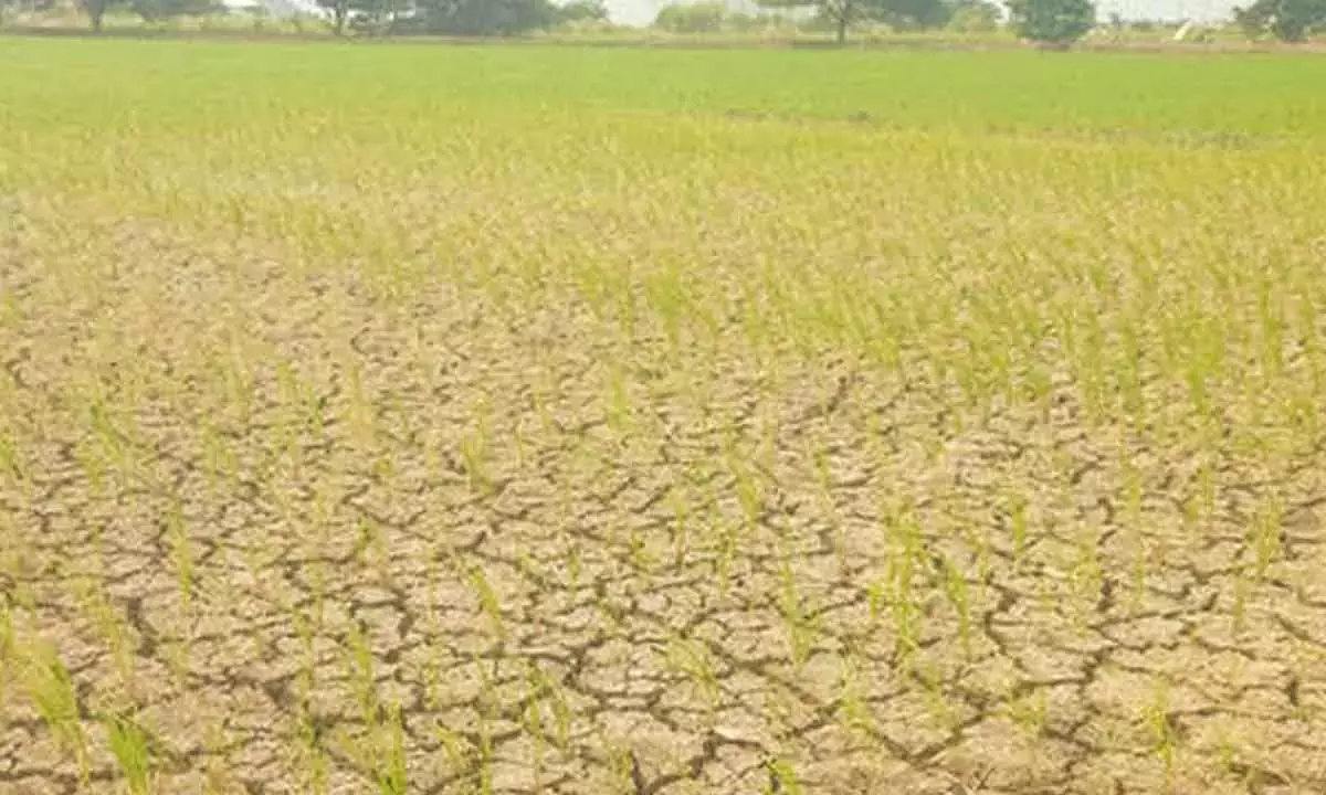Andhra: पानी न निकलने के कारण किसान फसलों को सूखते हुए देख रहे हैं Andhra: पानी न निकलने के कारण किसान फसलों को सूखते हुए देख रहे हैं
