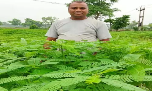 हरी खाद ढेंचा अपनाकर कृषक प्रफुल्ल साहू ने बढ़ाई मिट्टी की उर्वरता हरी खाद ढेंचा अपनाकर कृषक प्रफुल्ल साहू ने बढ़ाई मिट्टी की उर्वरता