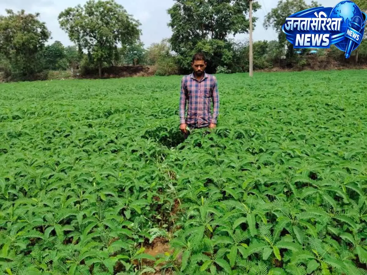 सस्ती खेती का गजब मंत्र! इस तकनीक से किसान ने बचाए हजारों रुपये, फसल भी लहलहाई