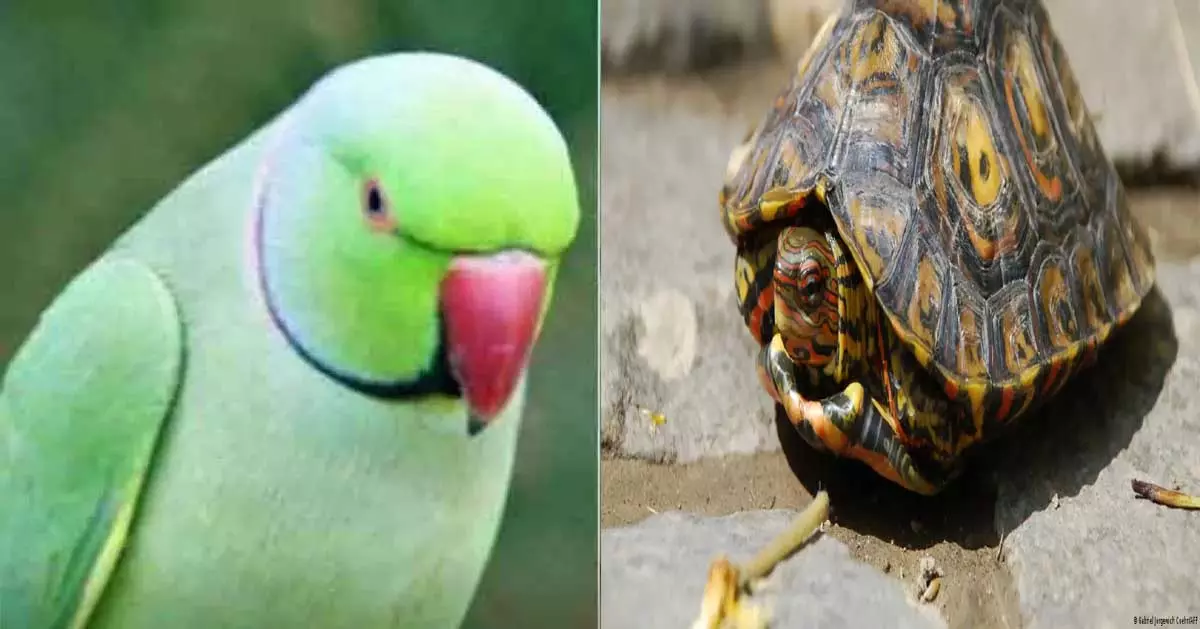 तोता, कछुआ पालने पर हो सकती है जेल तोता, कछुआ पालने पर हो सकती है जेल