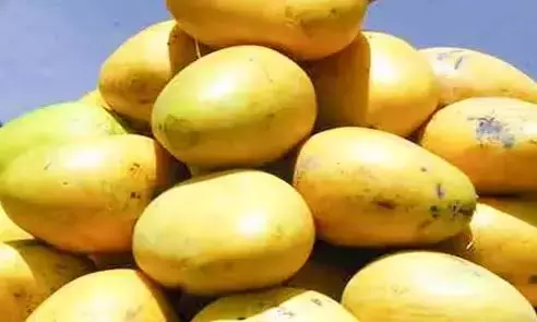 Tirupati ने भारत-यूके एफटीए के तहत ब्रिटेन को पहला आम पल्प निर्यात शुरू किया Tirupati ने भारत-यूके एफटीए के तहत ब्रिटेन को पहला आम पल्प निर्यात शुरू किया