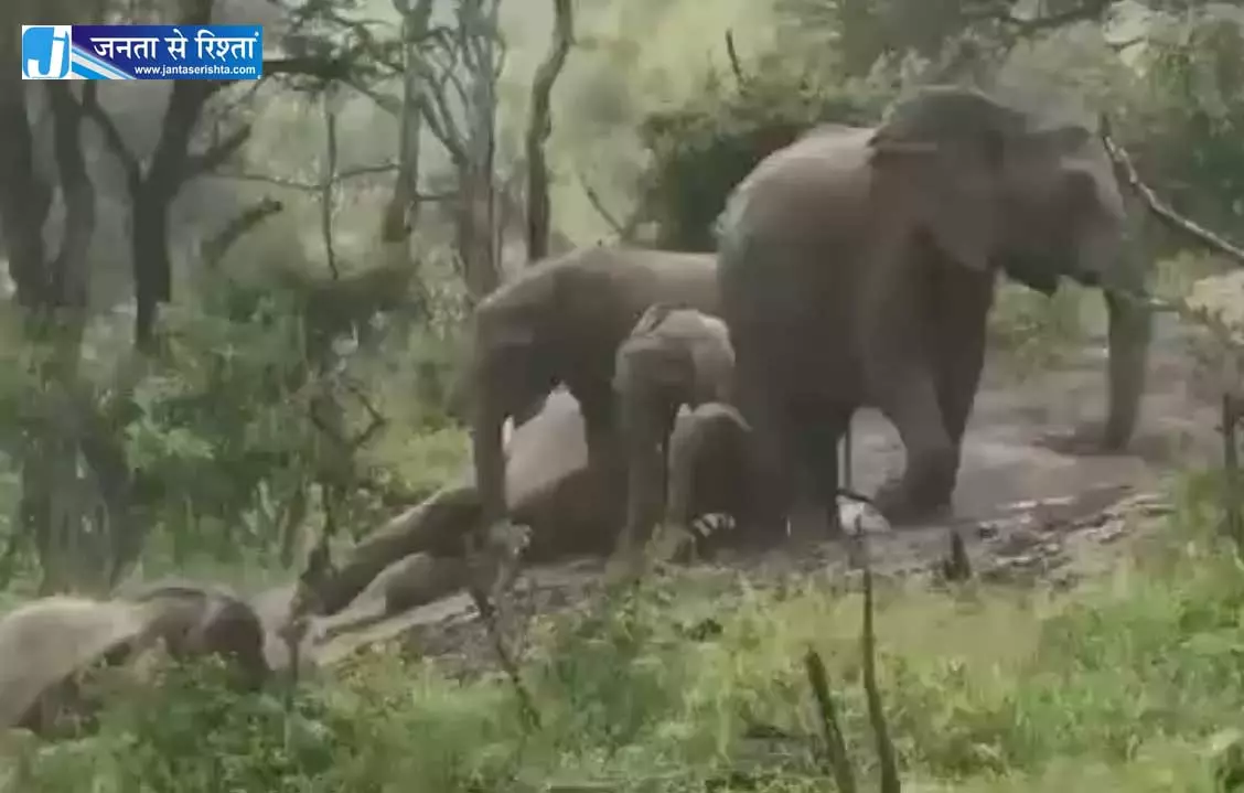 किसान की मेहनत को मिट्टी में मिला रहे उत्पाती हाथियों का वीडियो वायरल किसान की मेहनत को मिट्टी में मिला रहे उत्पाती हाथियों का वीडियो वायरल