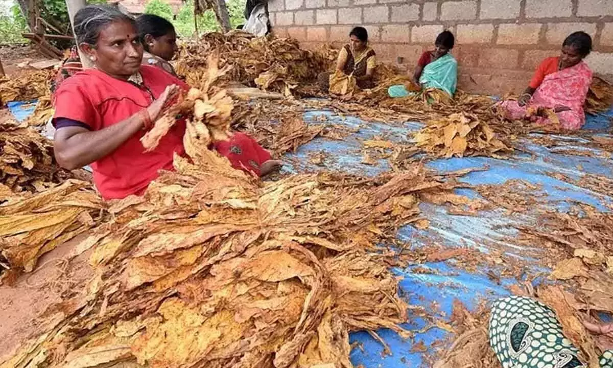 Andhra: जल, तम्बाकू क्षेत्रों के लिए केंद्र का समर्थन मांगा Andhra: जल, तम्बाकू क्षेत्रों के लिए केंद्र का समर्थन मांगा