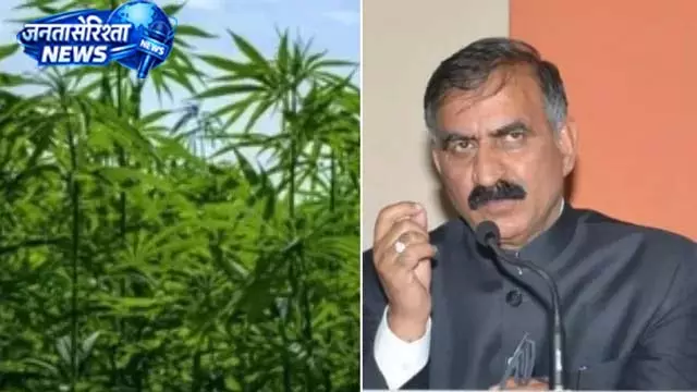 लाइसेंस लेकर ही कर सकेंगे भांग की खेती, सरकार ने बनाए नियम लाइसेंस लेकर ही कर सकेंगे भांग की खेती, सरकार ने बनाए नियम
