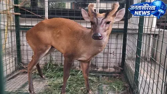 जामताड़ा में मिला दुर्लभ भौंकने वाला हिरण, वन विभाग ने किया रेस्क्यू जामताड़ा में मिला दुर्लभ भौंकने वाला हिरण, वन विभाग ने किया रेस्क्यू