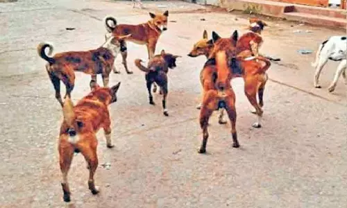Jaipur: डॉग बाइट पर अंकुश के लिए निगम का बड़ा अभियान, श्वानों का होगा रजिस्ट्रेशन