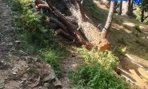 Chandigarh पेड़ कटाई मामले में NGT के सामने ACS पेश
