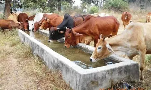 Jaipur: गौ सेवा के संदेश के साथ 27 जुलाई को जुटेंगे गायत्री परिवार के कार्यकर्ता Jaipur: गौ सेवा के संदेश के साथ 27 जुलाई को जुटेंगे गायत्री परिवार के कार्यकर्ता